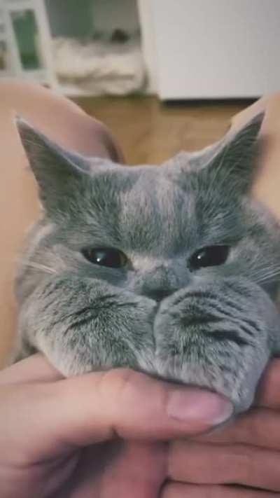 How can someone hate CATS!!! They're gorgeous