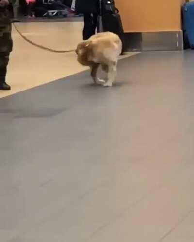 Airport Security Dog Decides To Take A Tail Chasing Break