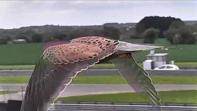 Falcon in Hunting Mode Unfazed by Strong Winds