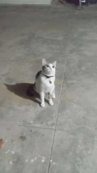 If I don't move the lizard won't notice me