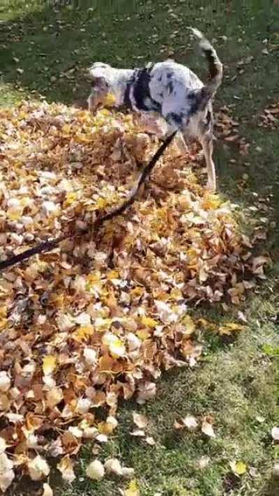 My pup loves leaves more than anything so I decided to give him a whole pile :D Look at that tail wag!