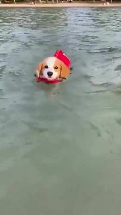 This is Muffin. She hopes there’s still a spot on the Olympic team for her. Confident this is all they need to see