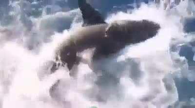 when a shark enters this divers cage