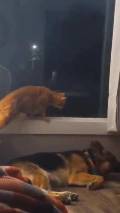 Catculation gone wrong