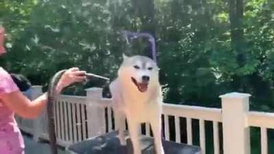 Get a Siberian Husky they said, it would be fun they said