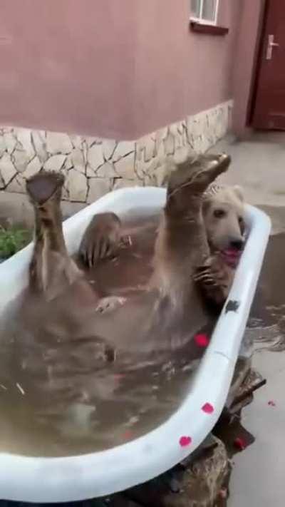 A bear enjoying a bath with rose petals