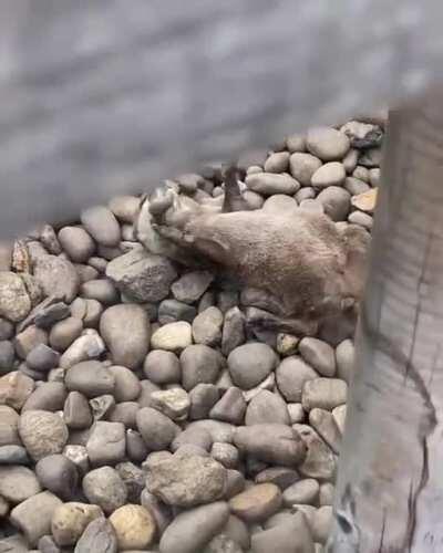 🔥Baby Otter Playing With Rocks At Woodside Wildlife Park