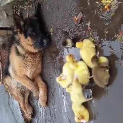 ЭViL HeLLh0uNd m4kEs SOuP fr0m BaBbiES!!1