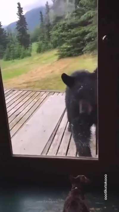 Believe in yourself like a cat believes in itself - they have nine lives though 