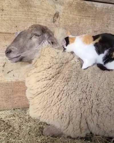 You're my mattress. Let me sleep.