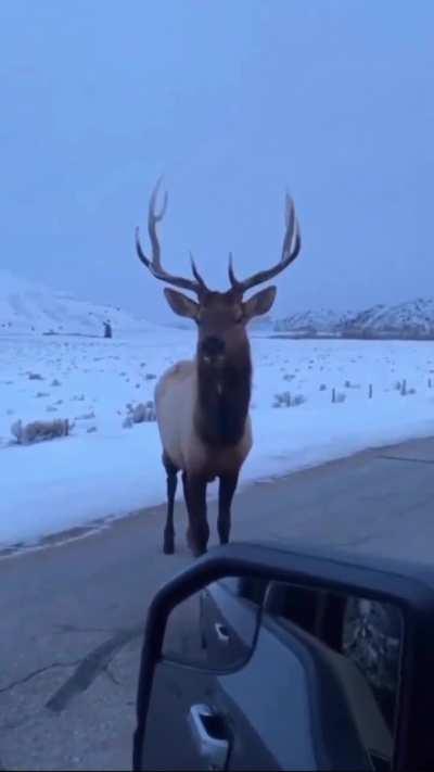 You wanna go, Buddy!