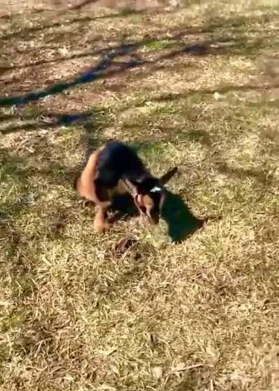My aunt is taking care of this baby goat