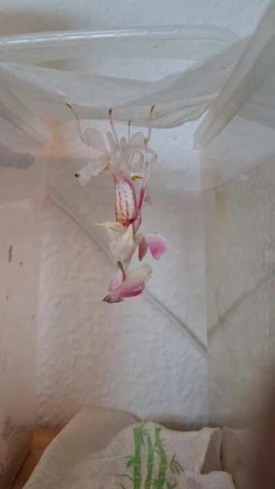 Orchid Mantis female molt to adulthood :)