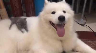 Kitty loving the bounce on the back of her big friend