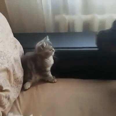 They're gonna be best friends. I know it.