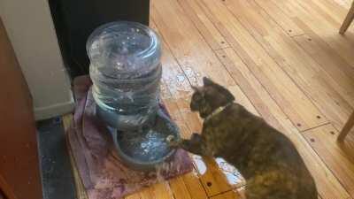 Our fearless defender against bubbling pet waterers