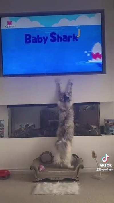 Baby Shark&rsquo;s feline fan