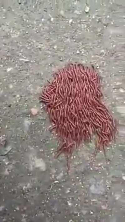 🔥 Worm caravan