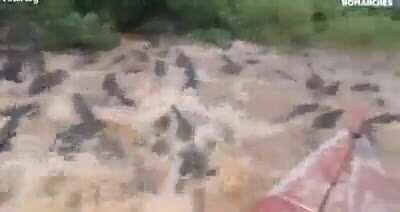 Steve Irwin’s paradise