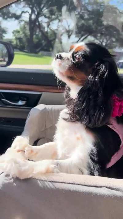 The Song of Tina 🎶