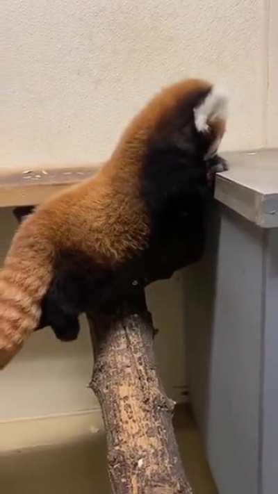 Baby red panda learning how to use her paws!