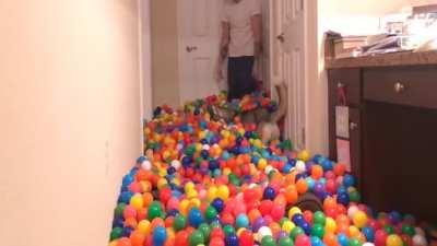 Playful Huskey in a Ballpit