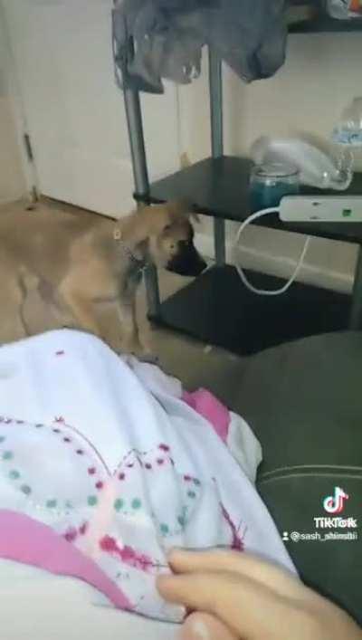 He just wanted a cheezit