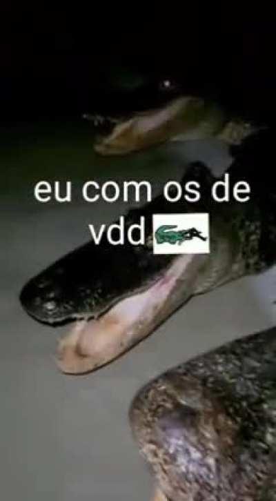 Com os crias 🙄🤙🐊