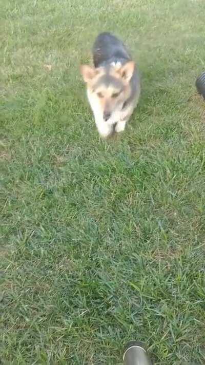 Lilly loves to play hose!