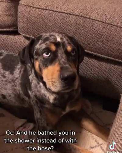 Normal day conversation between doge and his hooman