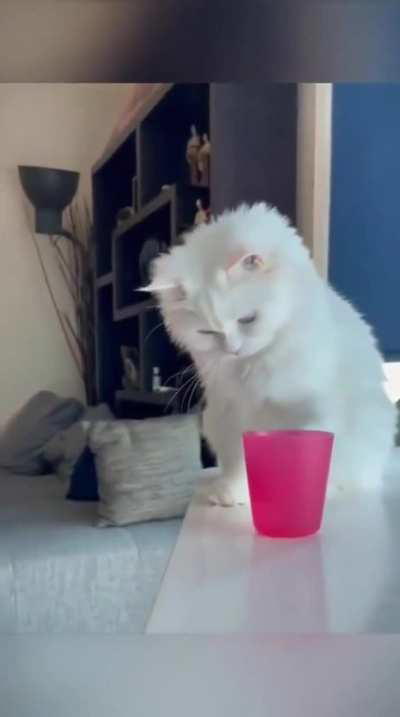 Заведи кота, говорили они