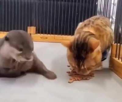 Sneaky otter steals food from cat...