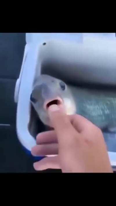 FISH