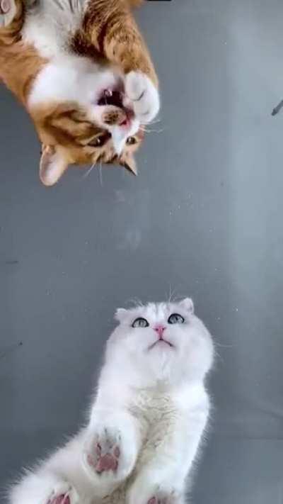 Orange cats are my spirit animal!