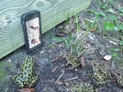 Frogs flock to the cinema to watch worms. They are so focused on the film.