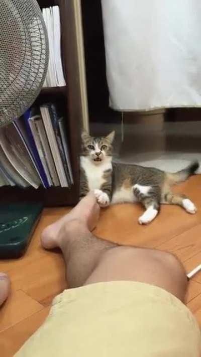 Cat Encountered an Error, Report Error to CATosoft?