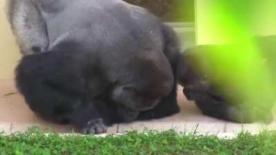 Silverback and his son, calmly observe a caterpillar.