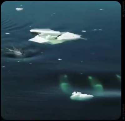 Дружная команда касаток охотится на тюленей на льдинах