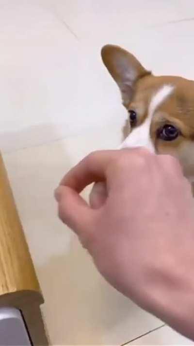 Twice Duped, Thrice Amgry