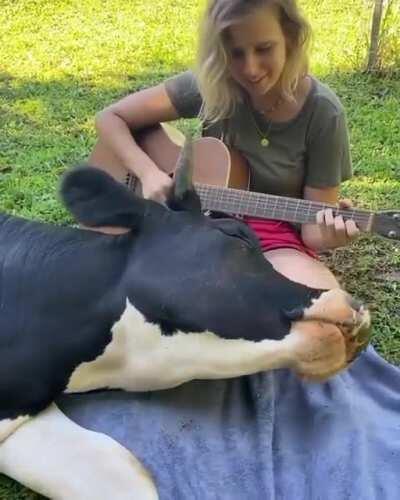 This cow enjoying a day in the park