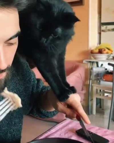 This cat can show you a magic trick