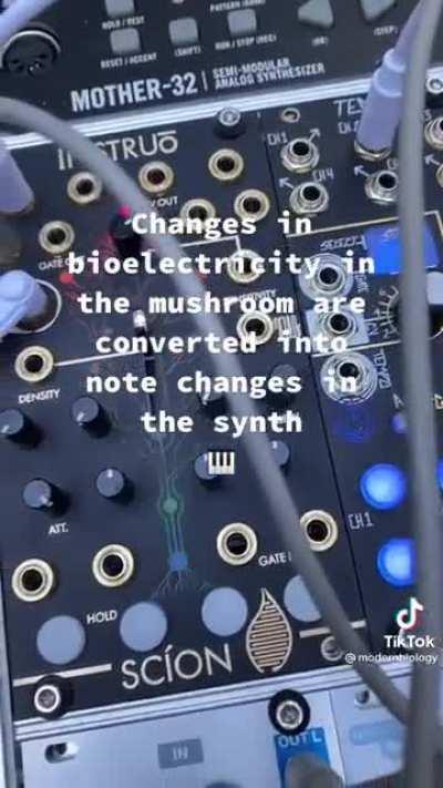 What mushrooms sound like! Credit @modernbiology on tiktok