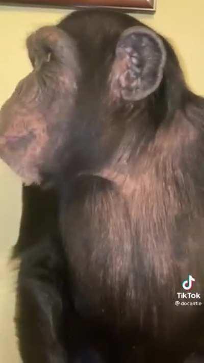 Monke eat donut, monkey love donut