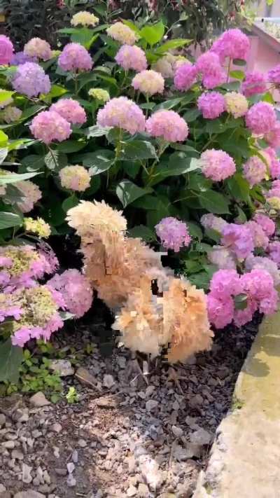 Buff laced Polish chickens blend in with flowers