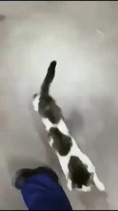 Faints better than any actor