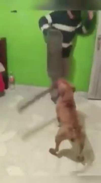 Stand: Anubis, User: Dog