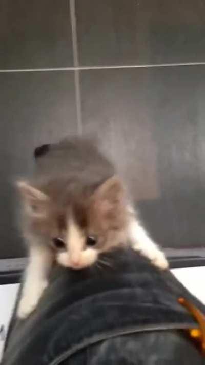 mAn GeTs ClaWeD bY a raginG cAt