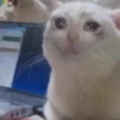 Sad cat - The musical