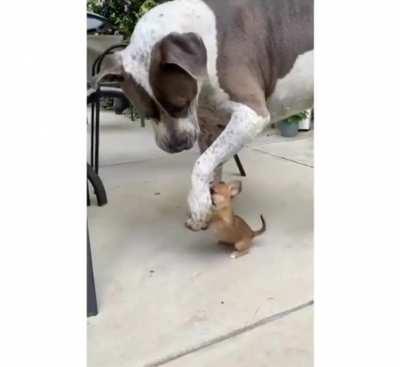 Tiny with a gentle Giant !