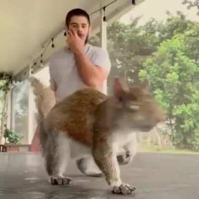 Squirrel charmer. Druid subclass unlocked at level 44.